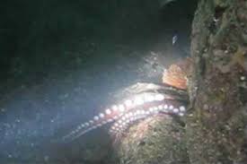 Scuba Charter In Seattle Scuba Diving San Juan Islands