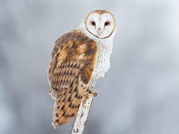 Blog Owl Pellet Teaching Tips K 12 Education Free