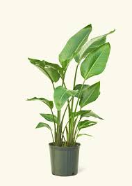 Image result for Strelitzia