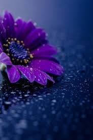 White And Purple Flower On Glass With Water Drizzle Mobile Wallpaper Natural White Pur Iphone Wallpaper Purple Flower Iphone Wallpaper Live Wallpaper Iphone