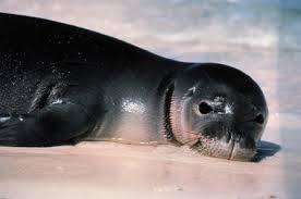 Hawaiian Monk Seal Hawaiian Monk Seal Marine Mammals Monk Seal