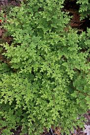 Image result for Selaginella soyauxii