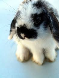 Black And White Spotted Rabbit Breeds Pin By Colette On Animals Cute Animals Cute Creatures Cute Baby Animals