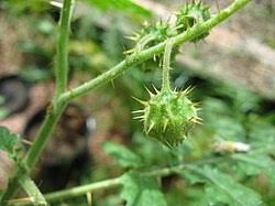 Image result for Solanum sisymbriifolium