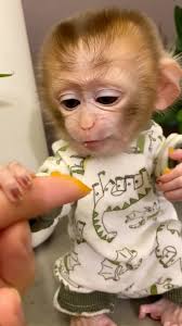 Profile for Todd Scheidt