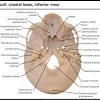 Anatomy & physiology · anatomy and physiology. 1