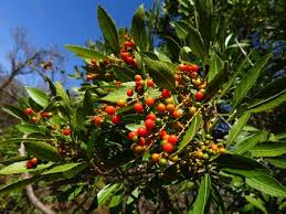 Image result for Allophylus congolanus