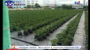 Tanaman cili fertigasi 2.0 pengenalan industri pengeluaran tanaman berasaskan komoditi telah mengalami / melalui pelbagai perubahan daripada sistem penanaman. Spm Yayasan Naam Belia India Tanaman Fertigasi Cili 18 Ogos 2015 Youtube