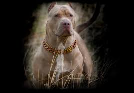 Thank you for reading this article and also visiting this site. Xxl Merle Tri Blue Pitbull Bully Females Swag Kennels