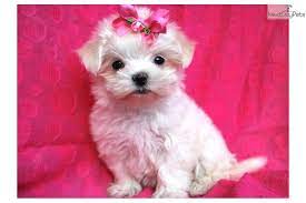 Teeny Tiny Maltese Puppy Maltese Dogs Maltese