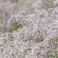 Paniculata (the plant list, 2013). Baby S Breath Plant Care Growing Guide