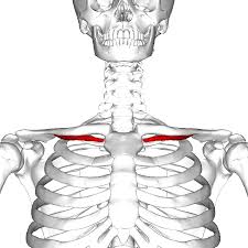 These pains may be stemming from the right or. Subclavius Muscle Wikipedia