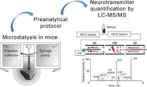 High performance liquid chromatography or hplc has played a significant role in clinical laboratories for separation and quantitation of bio hplc provides a convenient and fast analytical approach in detection of catecholamines in samples of urine or plasma using electrochemical or. Development Of A Fast Liquid Chromatography Tandem Mass Spectrometry Method For Simultaneous Quantification Of Neurotransmitters In Murine Microdialysate Springerlink