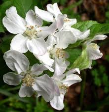 What are facts about apple blossom? How To Grow Fuji Apple Trees Dengarden