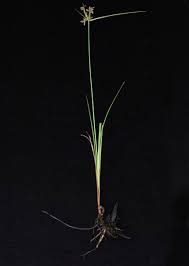 Image result for Pycreus macranthus