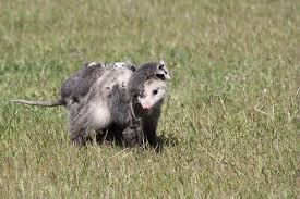 Virginia Opossum Encyclopedia Of Life