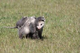 virginia opossum encyclopedia of life