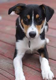 Border Collie Puppies Collie Puppies Short Haired Border Collie
