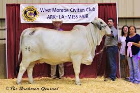 Download 1,155 brahman cattle stock photos for free or amazingly low rates! Bull S Eye Ranch Registered Brahman Cattle In Burton Texas