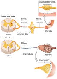 Autonomic Reflexes And Homeostasis Human Physiology Openstax Cnx