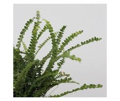 Image result for ledviník