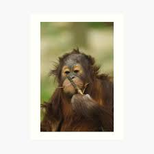 We did not find results for: Orangutan Art Prints Redbubble