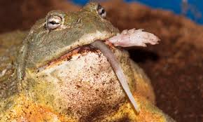 Check spelling or type a new query. Bullfrogs Eat Everything Including Rats Snakes And Each Other