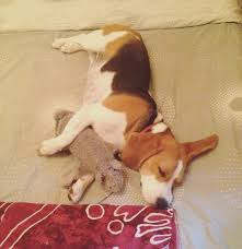 cutie on instagram after a nice bath and tug a war beagle breeds beagle animal pictures