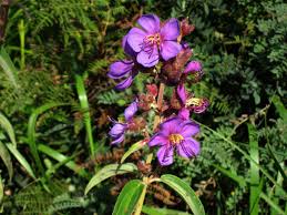 Image result for Dissotis princeps