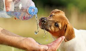 How Do I Keep My Dog Cool Your Dog