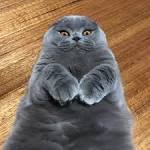 Scottish Fold Cat Breed Profile | Petfinder