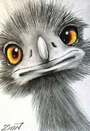 Aceo Original Emu 4 Pencil Zinn Ebay Emus Art Pelican Art Bird Art