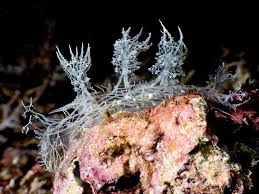 Image result for Melinis subglabra