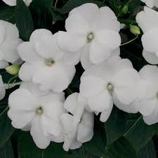 Image result for Impatiens irvingii