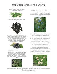 Medicinal Herbs For Rabbits Pdf Medicinal Herbs Herbs Black Sunflower Seeds