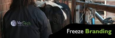 This video shows the process of freeze branding a horse from start to finish. Freeze Branding Vettech Service Llm Farm Vets