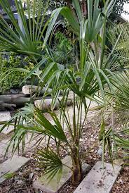 Naga hills and trachycarpus sp. Trachycarpus Sp Nova Cold Hardy Palms Palmtalk