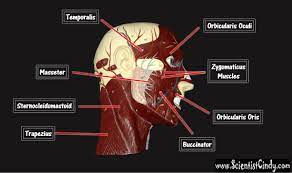 / home remedies can help decreas. The Muscles Of The Head Trunk And Shoulders Scientist Cindy
