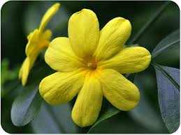 Image result for Jasminum