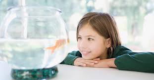 When you want to get a new pet, you have many resources, ranging from rescue groups and shelters to breeders and family and friends. The Best Small Pets For Kids