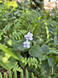 Image result for Asystasia guttata