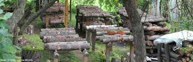 Pilze gehören zu den gesündesten lebensmitteln. Pilze Selber Zuchten Shiitake Co Lowenzahn Verlag