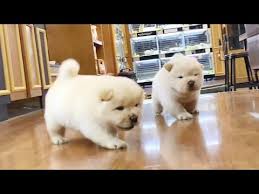 Guaranteeing their 100% health for a year. Mini The Baby Chow Chow Pups L Korea Teacup Puppies Youtube