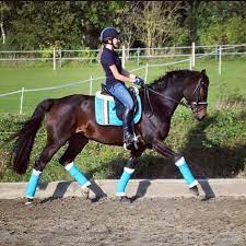pin by muriasco on equestrian equine fashion horse fashion equitation
