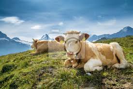 Vacas Simmental Na Frente Dos Alpes Suicos Com Schreckhorn Cartazes Para A Parede Posters Vaca Divertimento Herbivoro Myloview Com Br