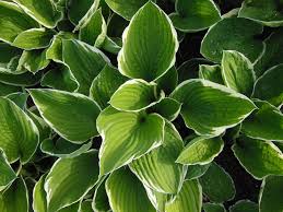 1167 best planter / urn arrangements images on pinterest | flower … amazingly low maintenance picks for outdoor planters for low maintenance outdoor potted plants view photo 6 of 25. The Best Low Maintenance Plants For Outdoor Pots And How To Take Care Of Them Growing Family