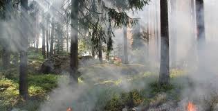 In the summer of 2018, a large number of wildfires (primarily forest fires) occurred throughout much of sweden.according to the swedish civil contingencies agency, they are the most serious in the country in modern history. Tagg Skogsbrand Tidningen Extrakt