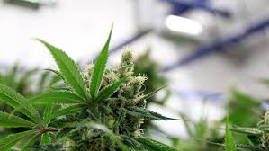 Proteste per poliziotte in abiti osè. Proteste In Olanda Contro La Filiera Legale Di Marijuana No Alle Serre Di Cannabis