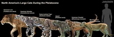 Most, like the margay, are relatively small. Of The Big Cats That Once Roamed America Only The Mountain Lion Remains Jaguars Were Reported By Thomas Jefferson As An American Species And There Have Been Few Recent Sightings In States