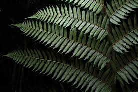 Image result for Cyathea cf. humilis